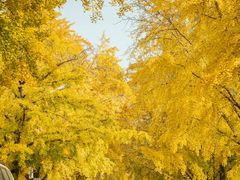 -三里屯东五街银杏大道