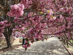 -莱阳濯村樱花园