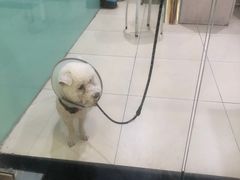 -米苏动物医院·犬猫专科·骨科外科内窥镜