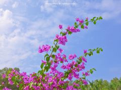 -莲花山公园