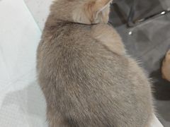 -贝利宠物医院·骨科·眼科·肿瘤转诊中心(南坪诊疗中心)
