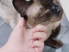 -藏猫猫咖啡主题馆(中央大道店)