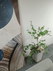 -AM半永久纹眉