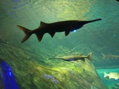-瑞普利水族馆