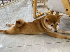 -柴犬小屋·柴餐厅·狗咖食堂(金鼎广场店)