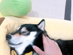-逗柴咖啡屋·狗咖猫咖宠物桌游
