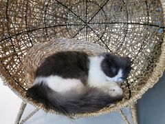 -飞行喵MR PILOT|猫舍·猫咖(静安大融城店)
