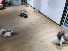 -1013 PET SHOP精品宠物商店(丁香店)