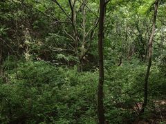 -雾灵西峰
