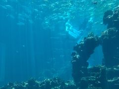 -海棠湾洲际-涛·海底餐厅·龙虾·牛排·美人鱼