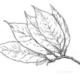 可供临摹的物体简笔画作品欣赏[礼花][礼花]