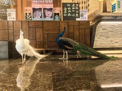 -西双版纳融创皇冠假日度假酒店