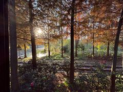 -合肥滨湖国家森林公园