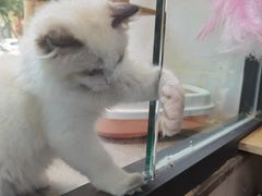 -帕帕拉兹宠物(亚洲旗舰店)