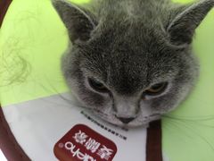 -A猫a狗全科·犬猫异宠·芥西宠物医院(南开总院)