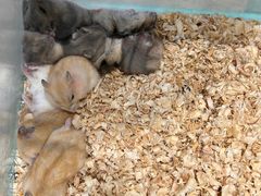 -怪兽屋·羊驼·猫咖·狗咖(俊华广场店)