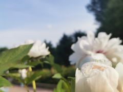 -黑龙江省森林植物园