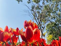 -香蜜公园