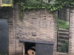 -都江堰中华大熊猫苑