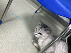 -美美宠物诊疗中心·异宠·骨科(滨江东信分院)