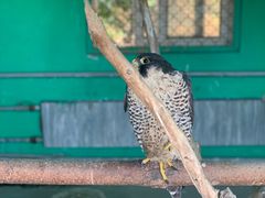 -西霞口神雕山野生动物世界
