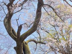 -少华山国家森林公园