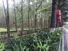 -合肥滨湖国家森林公园