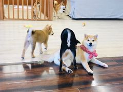 -豆柴町-柴犬主题狗咖(红鼎国际C座店)