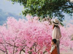-风云岭森林公园