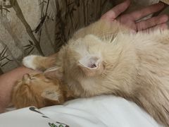 -楼上猫咖(罗湖店)