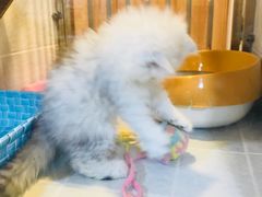 -1013 PET SHOP 宠物商店(近铁城市广场店)