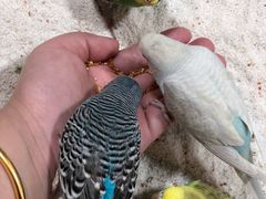 -上海大自然野生昆虫馆(东方明珠·爬宠昆虫探索中心)