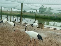 -盐城丹顶鹤湿地生态旅游区