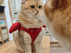 -柴迷FANS CLUB·柴犬狗咖·猫咖