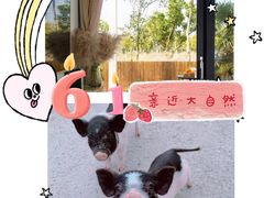 -前小桔亲子创意农场·草莓采摘·露营烧烤