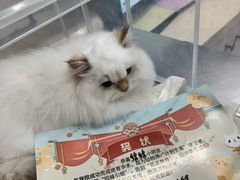 -瑞派天使宠物医院·神经外科·骨科·核磁(洛川中路店)