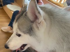 -Husky Go! 哈士奇体验馆·宠物咖啡厅狗咖