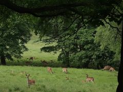 -森工平山皇家鹿苑景区