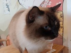 -Let's go狗咖·猫咖·奶狗·桌游(春熙路IFS店)
