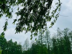 -上海共青森林公园