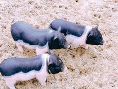 -前小桔亲子创意农场·草莓采摘·露营烧烤