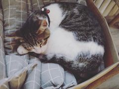 -海边的猫和咖啡馆