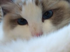 -momokira米努特·德文卷毛猫·棉花面纱犬