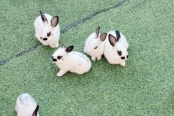 -萌宠亲子动物乐园(槐房万达店)