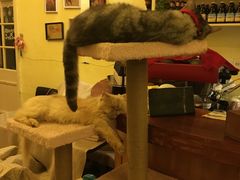 -猫色咖啡·猫咖