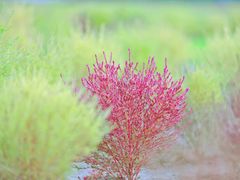 -贡湖湾湿地公园