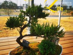 -龙大花卉苗木市场