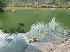 -靖西鹅泉风景区