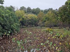 -上海海湾国家森林公园