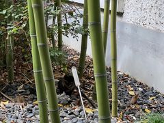 -胶囊画廊